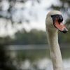 Prospect Park Swan Gets Hooked By A Fisherman